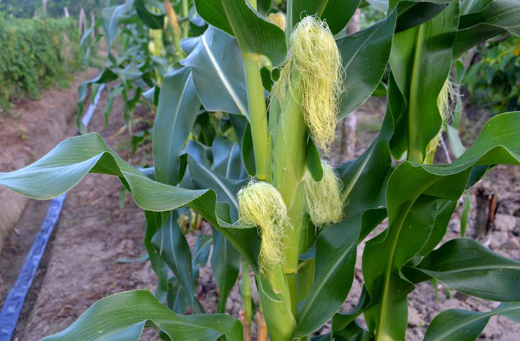 Sweet corn plants on Sarojinie Persaud’s farm