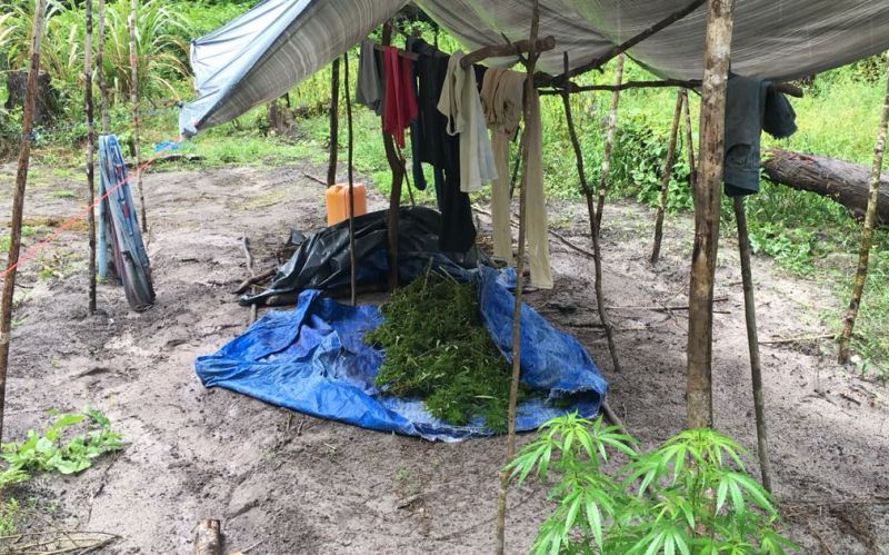 The camp where marijuana  plants were  under cultivation at Ituni Road, Upper Demerara.