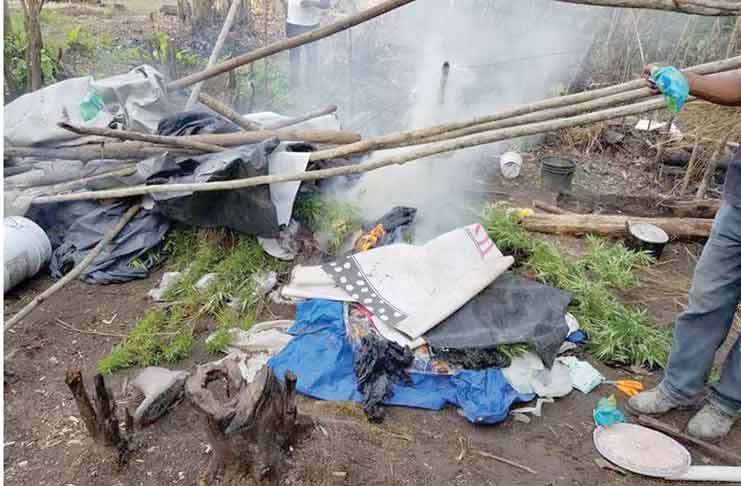 Police destroyed the camp and marijuana field in Linden