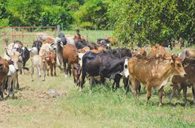 There is still hope for dairy industry - Guyana Chronicle