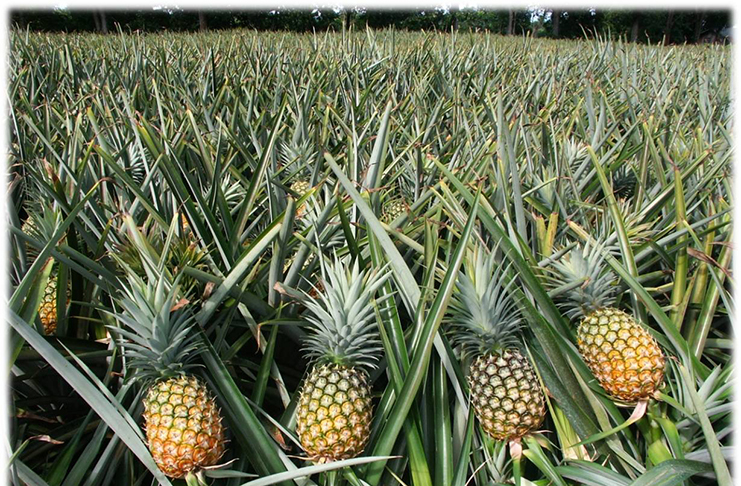 Pineapples on the trees ready for picking