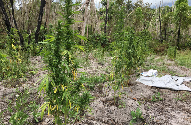 The large cultivation of marijuana at Ituni