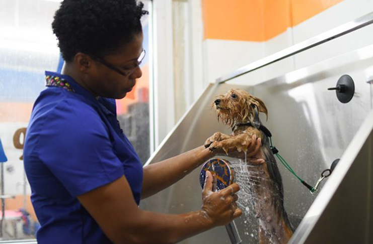 This puppy is being treated to a bath (DPI photo)