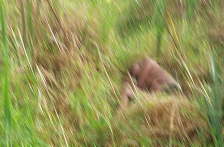 The body that was found aback South Ruimveldt backlands.