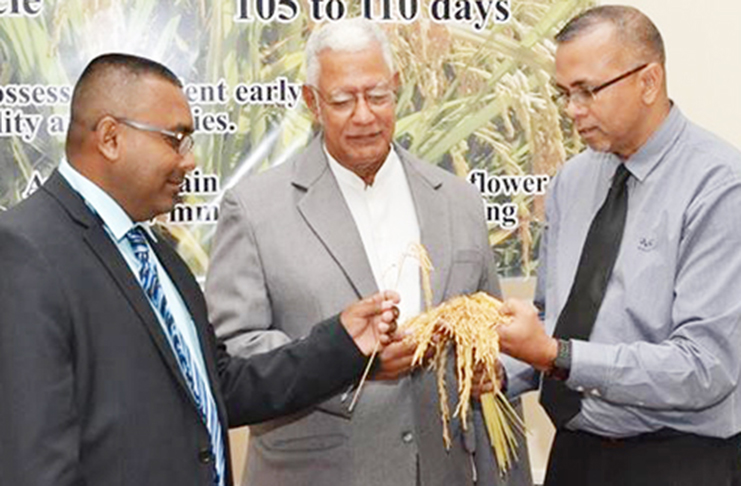 Flashback to when the GRDB 15 variety was first introduced to Guyana, Minister of Agriculture Noel Holder along with General Manager of the GRDB, Nizam Hassan and another staff member examining the rice crop