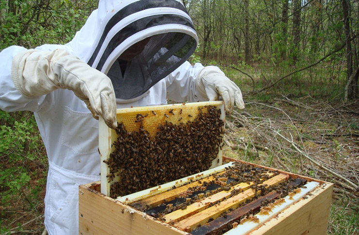 beekeeper