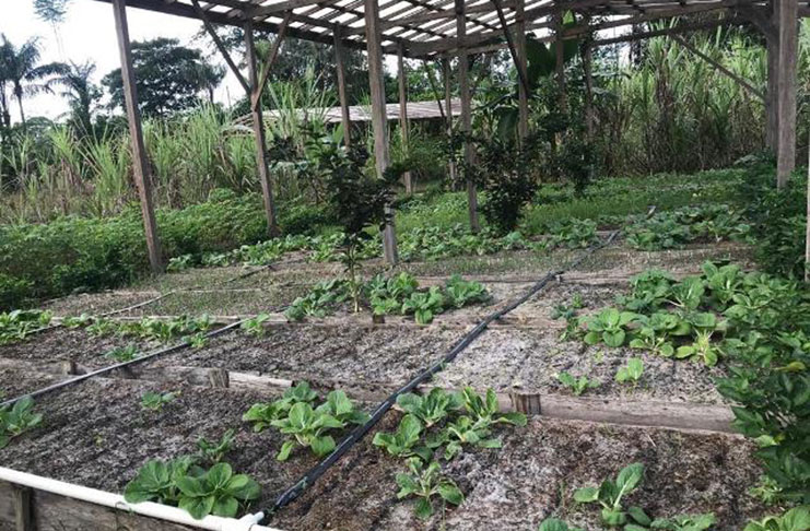 Crops on the farm belonging to Mahdia farmer, Roger Hinds (Tanuja Raikha photo)