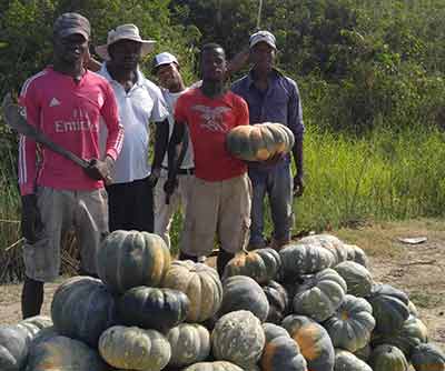 Ithaca to become its own ‘bread basket’ again - Guyana Chronicle