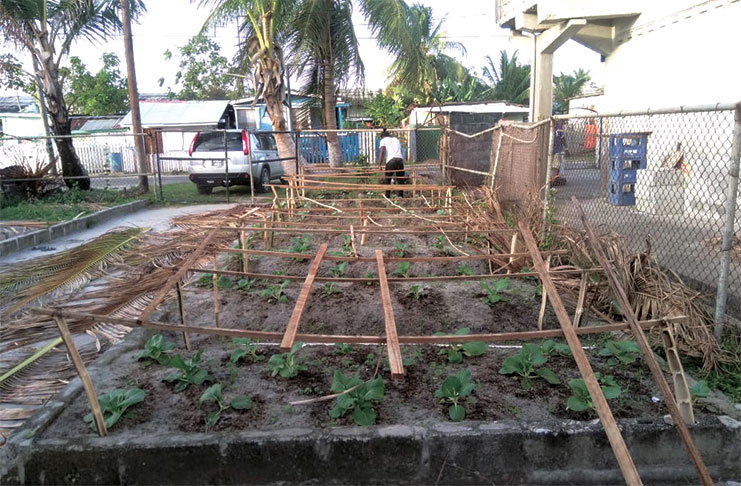Some of the crops planted by  beneficiaries of the Urban Agriculture Project