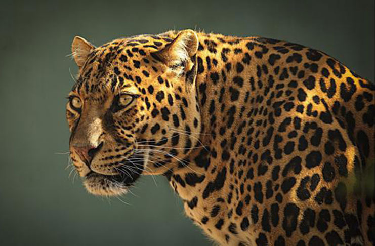 Killing of jaguar under investigation - Guyana Chronicle