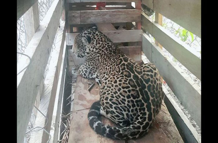 The jaguar which was caught at Lima Sands on the Essequibo Coast.