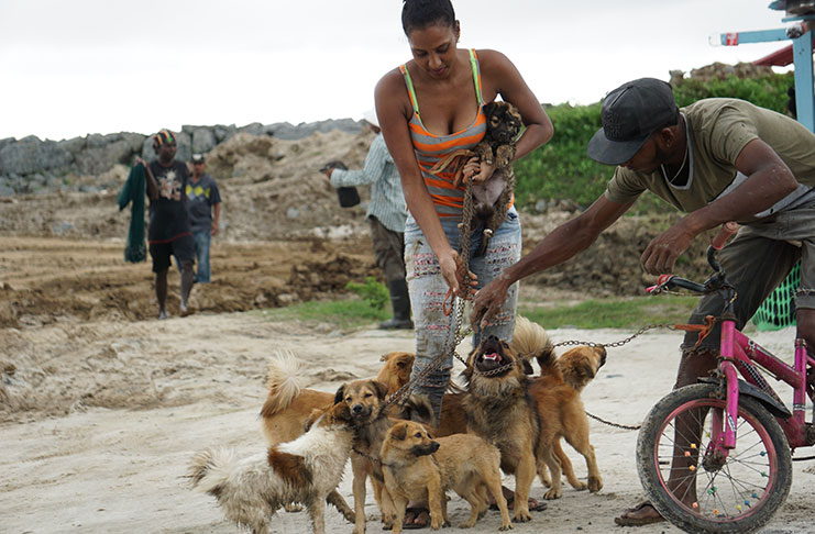 Lisa Singh tending her seven dogs while out on a walk near the revetment under reconstruction (Carl Croker photo)