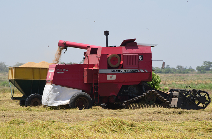 Farmers reaping the fruits of their labour (Adrian Narine photo)