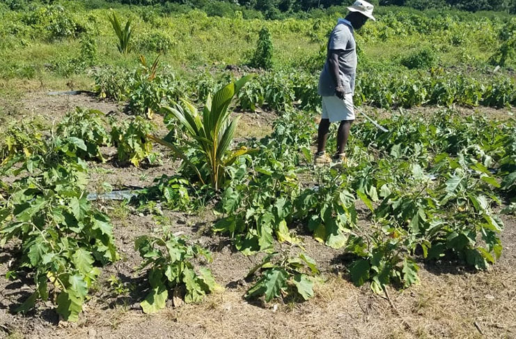 A member of the Ithaca Co-op surveys damage to crops following aerial spraying