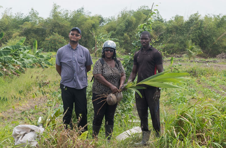 Mocha Extension Officer, Mitzie Barker handing over the coconut plants to farmer, Delvin Thompson. Also, in photo is Public Relations Officer, Nikosi Bruce (DPI photo)