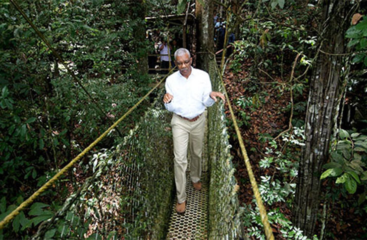  President David Granger is the first sitting President to cross the canopy walkway at Iwokrama (MOTP Photo)