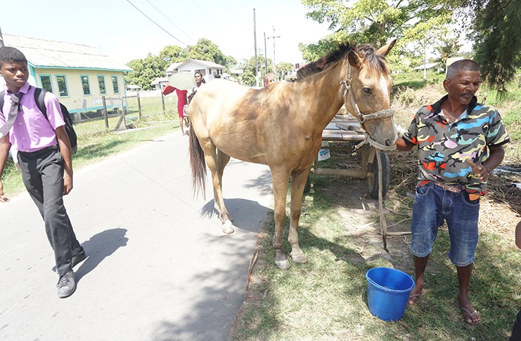 Rowe Christopher Sookram with his horse, Sheena (Carl Croker photos)