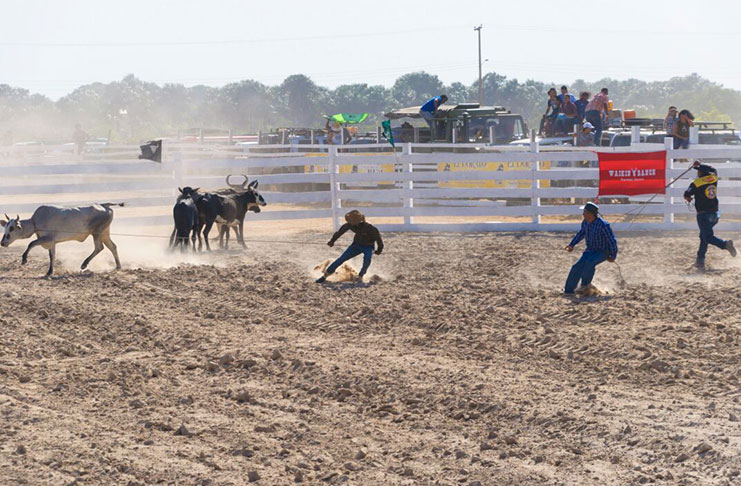 Action in the 2019 edition of the rodeo