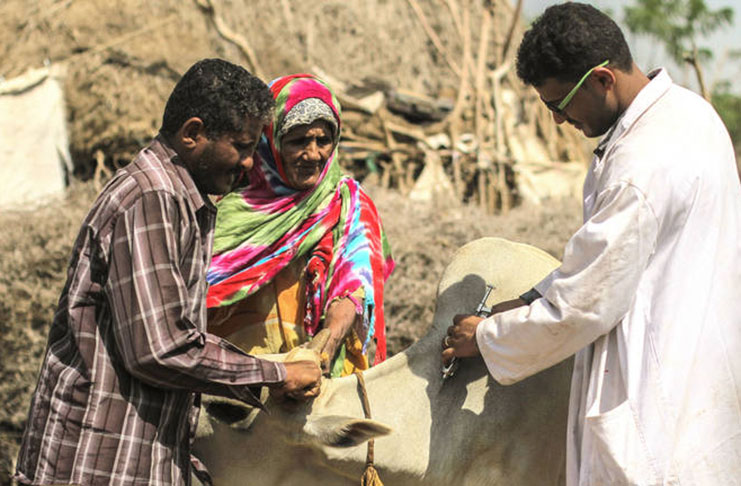 Vaccinating a beneficiary's cow in an area supported by FAO in Alzaydiah, Yemen