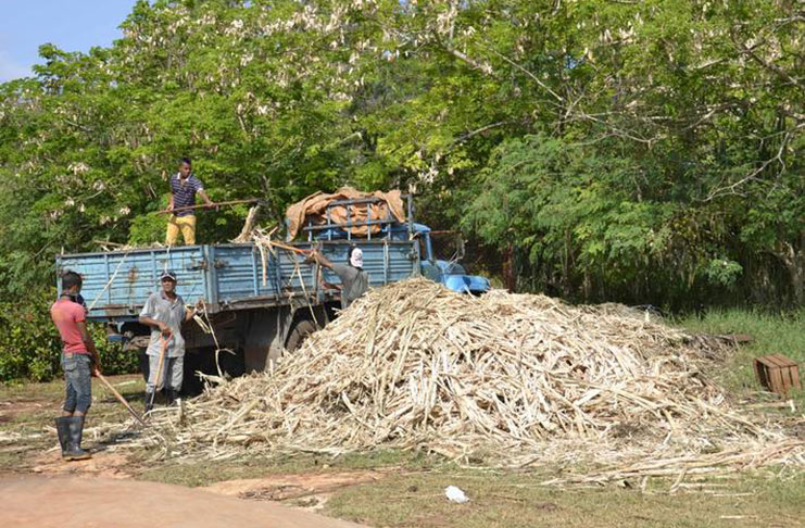 Farmers at work in Cuba.