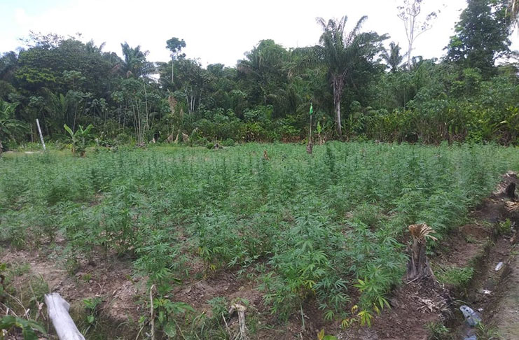 The marijuana farm at Ebini, Berbice River, which was destroyed.