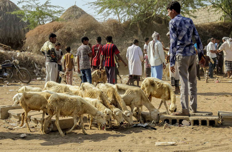 People are gathering to vaccinate livestock such as cows and sheep in the targeted area supported by FAO, in Alhudaidah, Alzaydiah, Yemen (FAO photo)