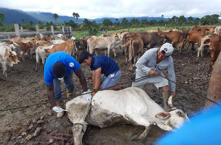 GLDA staff, Carlos Rahaman, (first left) restrains cattle for vaccination, with the help of villagers