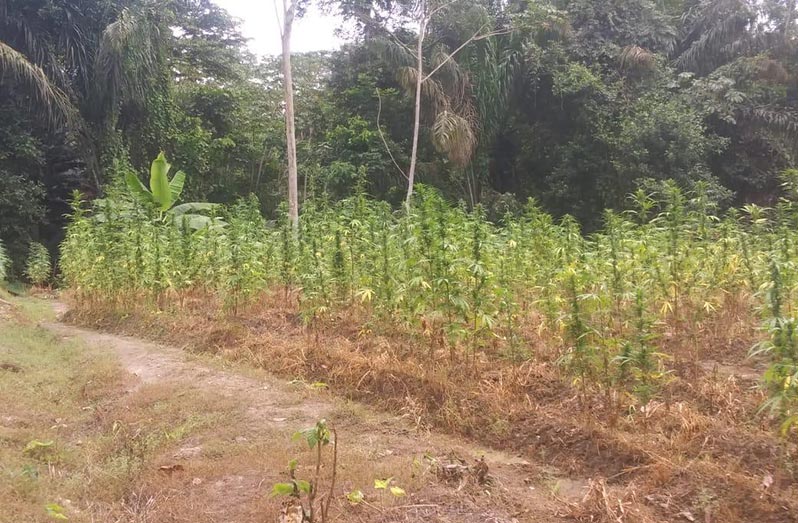 A section of the farm that was eventually set alight