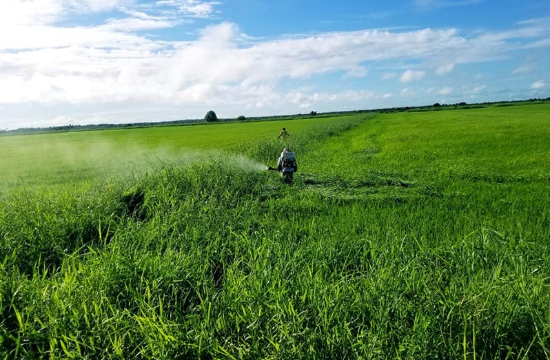 Spraying at Washington, West Coast Berbice to keep paddy bugs at bay