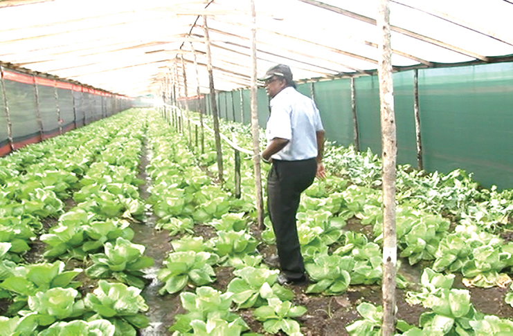 Dr. Oudho Homenauth, Chief Executive Officer of NAREI examines the crops grown in the shade house.