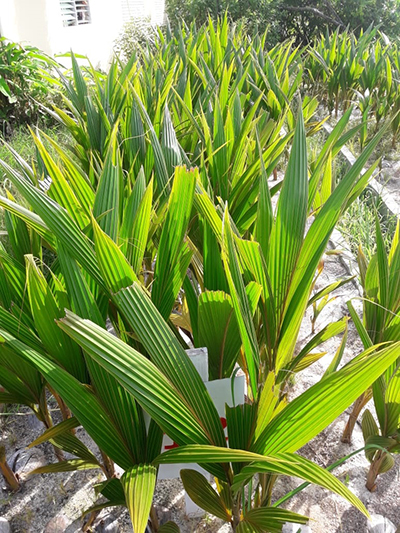 Coconut estates helping to fight greenhouse gas emissions - Guyana ...