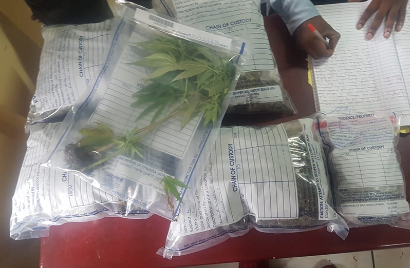 The suspected cannabis sativa plant which was found by the police