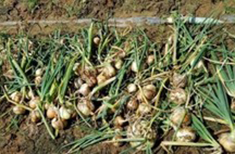 Onion Harvested at Phillipi Region 6