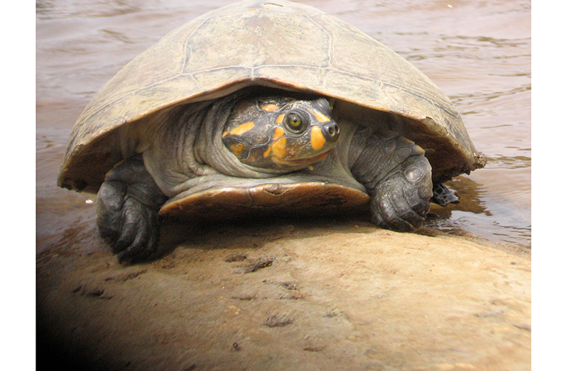 Yellow-spotted River Turtle