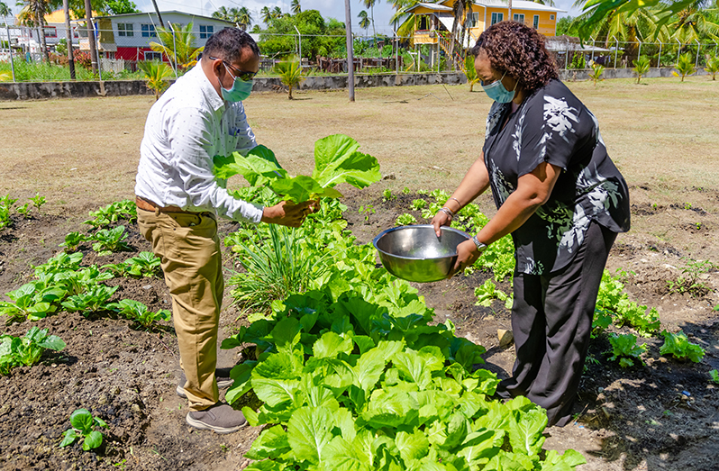 Founder of Triple-C Consultancy, Bissasar Chintamanie and Simone Blair, Home Services Assistant Supervisor of the Mahaica Children’s home picking the first batch of pack choi which was planted by the children (Delano Williams photo)