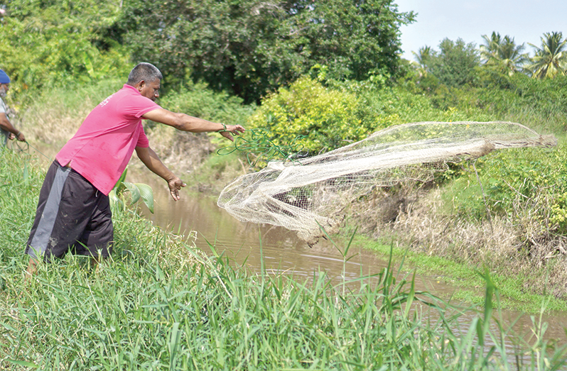 Shahendra Singh from Nonpareil, East Coast
Demerara throwing his cast net in a canal at
Branch Road, Mahaicony.