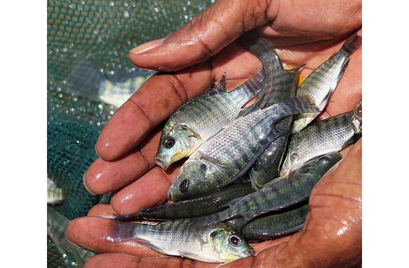 Fisheries and aquaculture have been hard hit by impact of the COVID-19 pandemic (FAO photo)