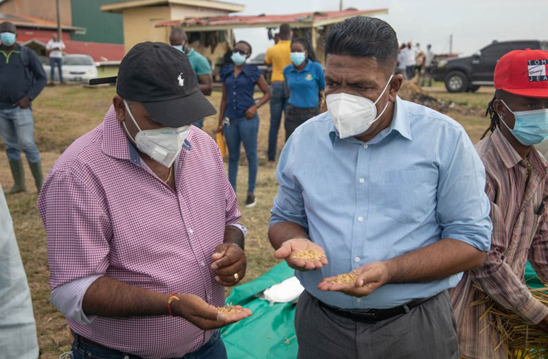 GRDB’s Chief Scientist, Dr. Mahendra Persaud, and Minister of Agriculture Zulfikar Mustapha examining rice grains (DPI photo)