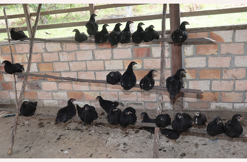 Rupertee village to receive 400 black giant birds – Guyana Chronicle