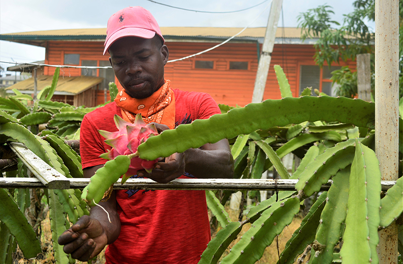 Wayne Charles, commonly known as “Trini,” tending to his dragon fruit plants on his farm located at the Guyana Sugar Corporation’s (GuySuCo) Blairmont Estate, West Bank Berbice (Richard Bhainie photo)
