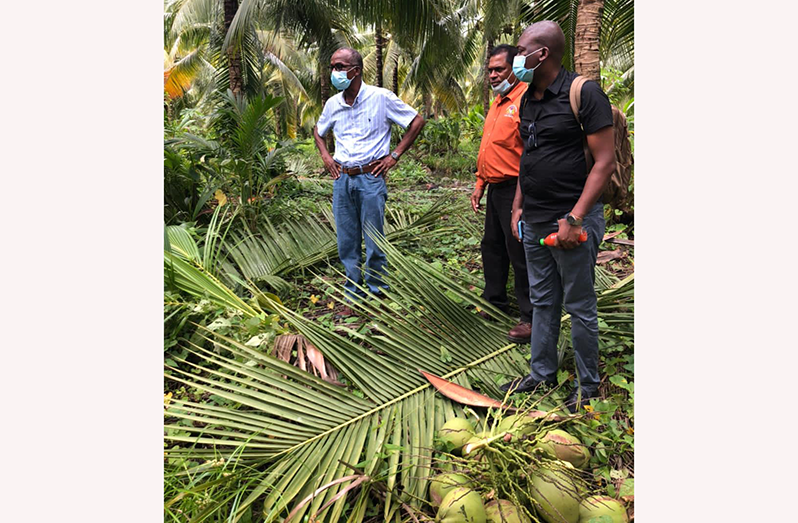 Minister of Labour, Joseph Hamilton, during his visit to a coconut farm in the Pomeroon River