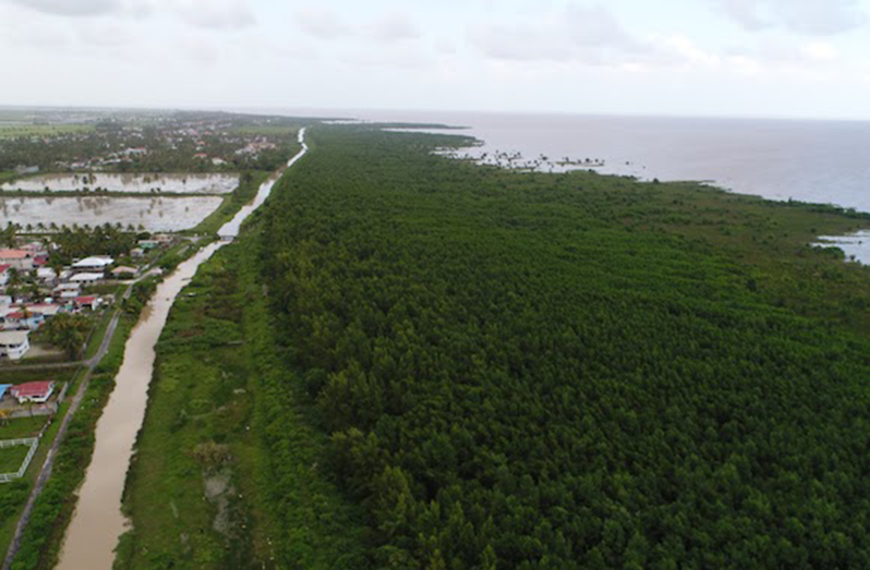 Mangroves along the Essequibo Coast (NAREI photo)