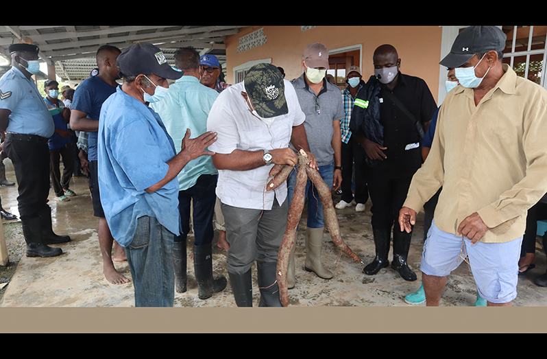 Minister Mustapha examines a cassava a farmer brought out from his flooded farm in Big Baiaboo