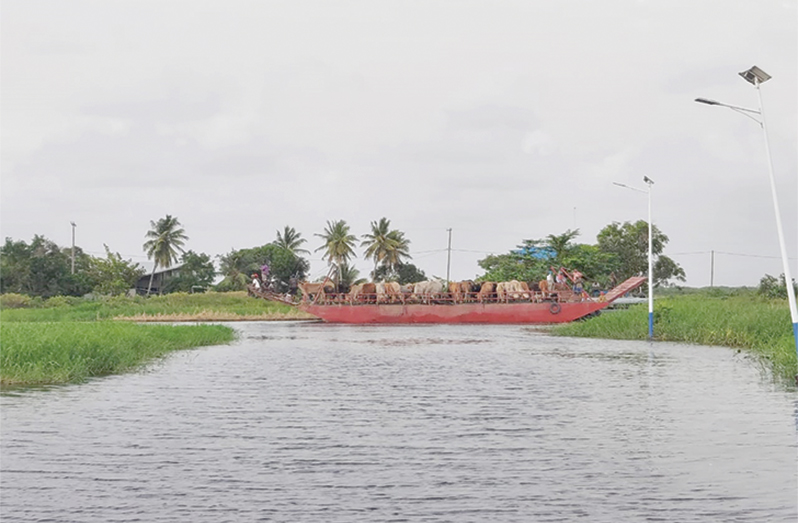GLDA pontoon transporting cattle from the Abary backlands