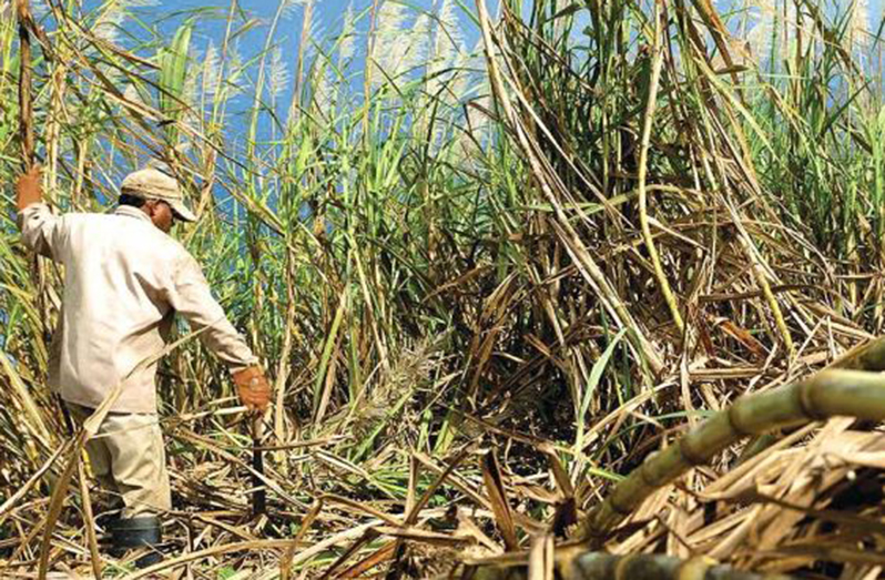 The ILO study also recommends greater stakeholder consultations, as the government proceeds with the reopening of the closed sugar estates (Max Pixel Photo)
