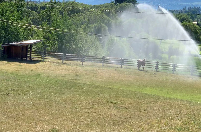 Sprinklers spray water on a horse amid a heatwave in Kelowna, British Columbia, Canada, June 27, 2021, in this still image from video obtained via social media. (Video taken June 27, 2021. TWITTER @CANADIANBYLUCK via REUTERS)