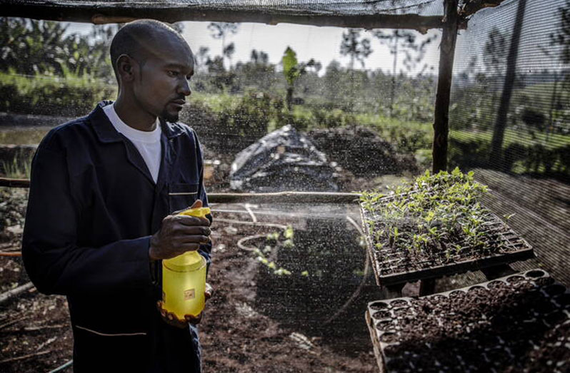 Paul Nyota, a member of the FAO-trained Mkulima Youth Group watering buds at a farm in Kiambu, Kenya
