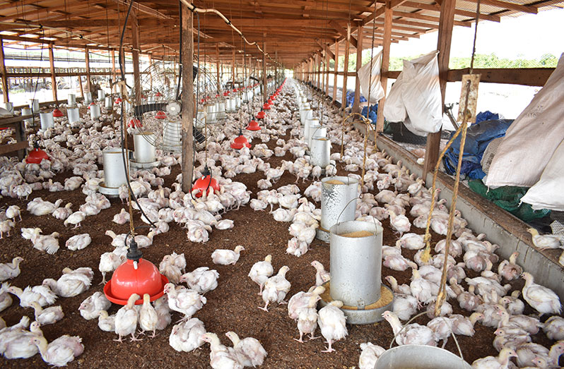 Chicken Frenzy: A State Awash in Hog Farms Faces a Poultry Boom - Yale E360