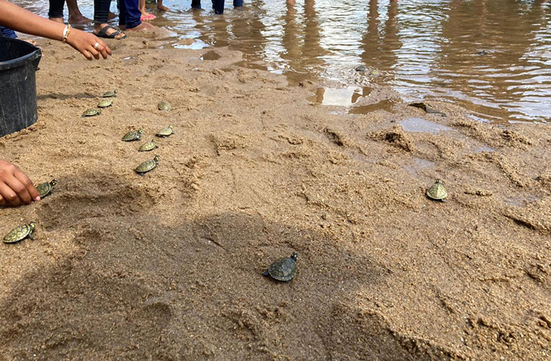 The turtles being released into the water (SRCS photos)