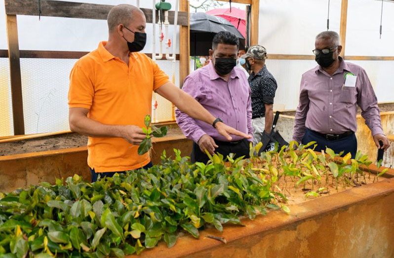 Agriculture Minister, Zulfikar Mustapha, examines seedlings during a recent outreach